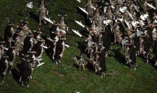 暗黑破坏神3野蛮人